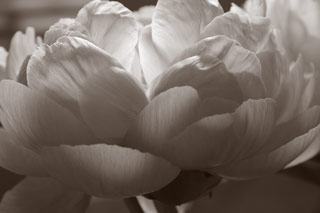 Sepia peony image
