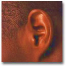 Photo of an ear.