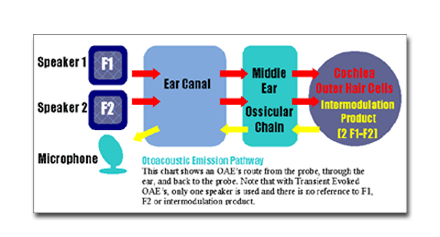 Otoacoustic Pathways diagram